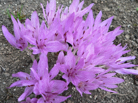 Colchicum x agrippinum